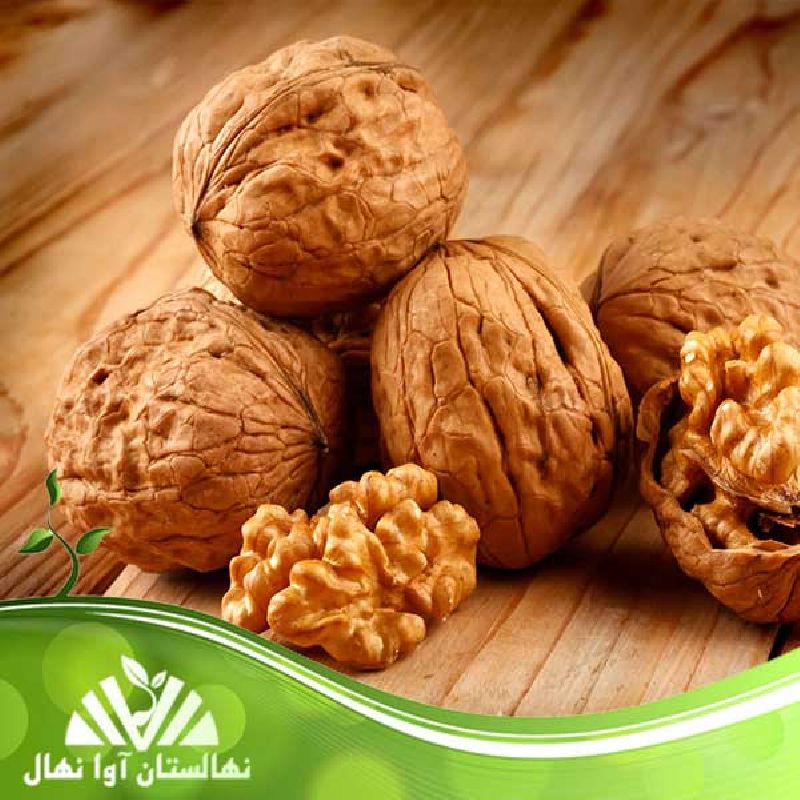 نهال گردو مرغوب و مقاوم به سرما نهالستان آوا نهال ارومیه ارسال به سراسر کشور